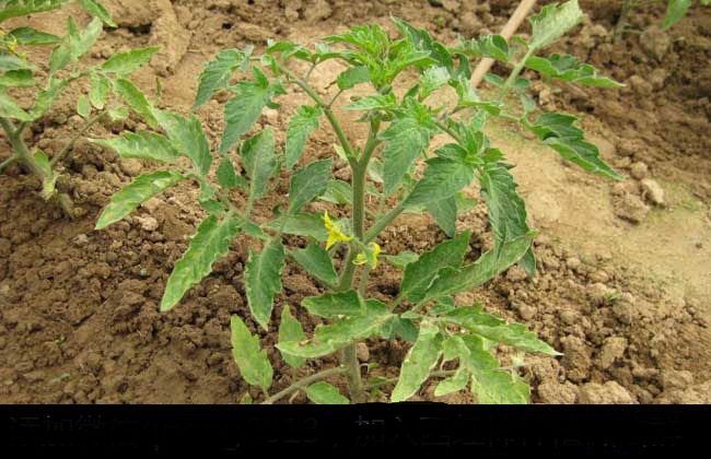 西红柿的种植管理技术