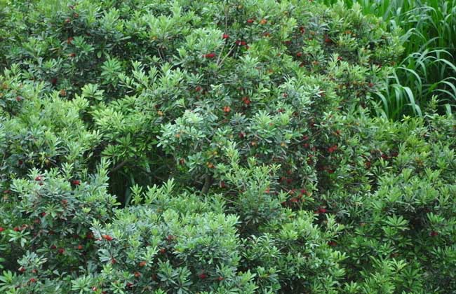 杨梅树种植几年结果