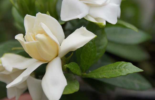 盆栽栀子花怎么养