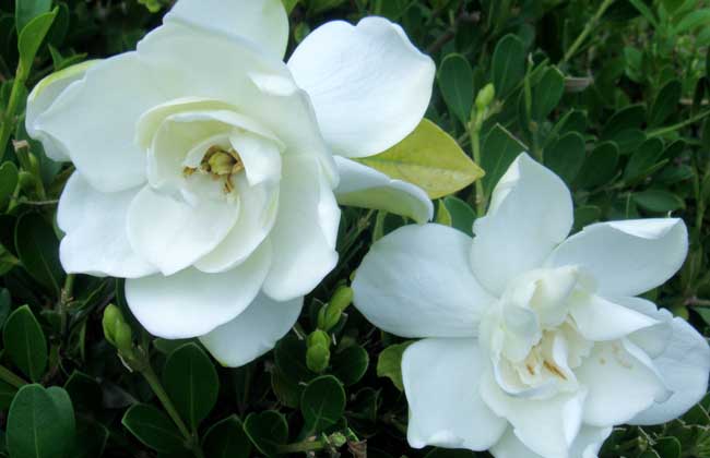 盆栽栀子花怎么养