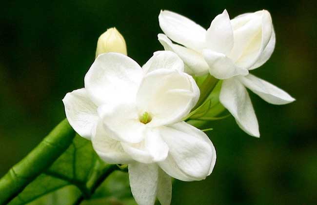 盆栽栀子花怎么养