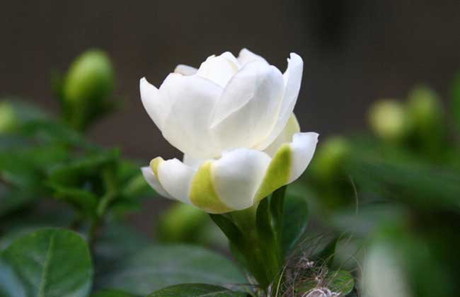 栀子花的养殖方法和注意事项