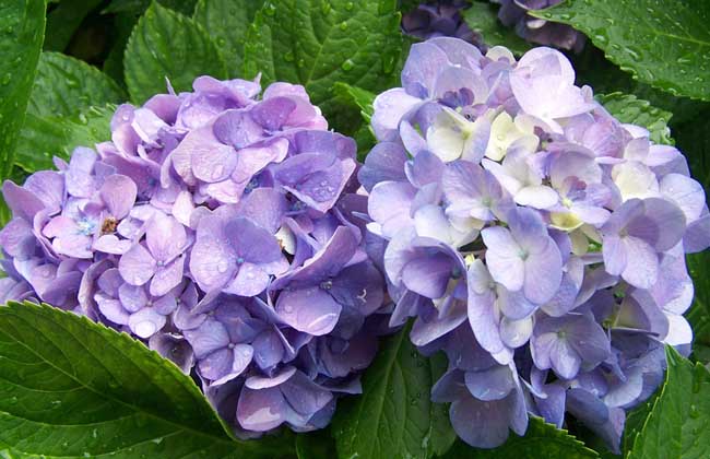 绣球花的花期