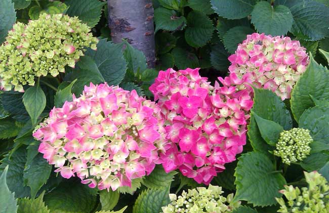 绣球花的家庭养殖方法