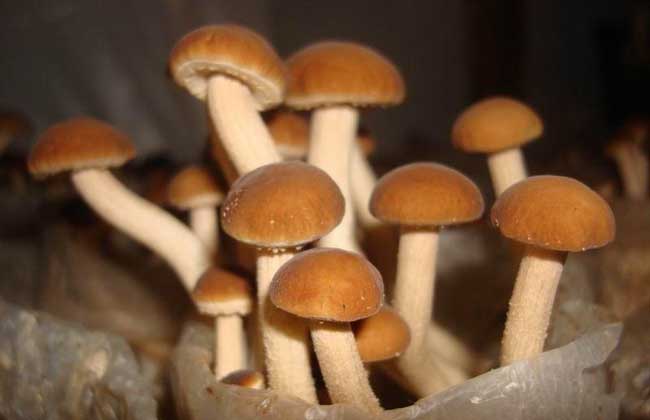茶树菇