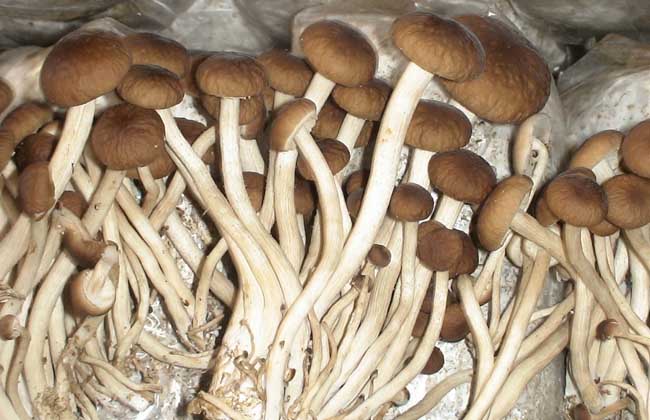 茶树菇