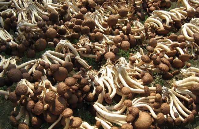 茶树菇多少钱一斤
