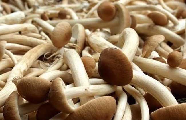 茶树菇多少钱一斤
