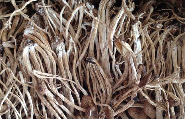 茶树菇不能和什么一起吃？