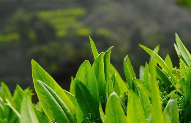 大棚莴笋种植技术