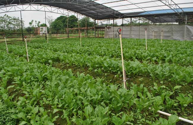 蔬菜大棚建设标准和成本