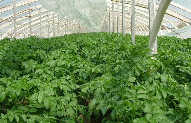蔬菜大棚建设标准和成本