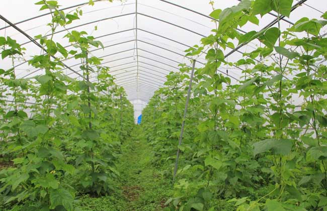 蔬菜大棚建设标准和成本