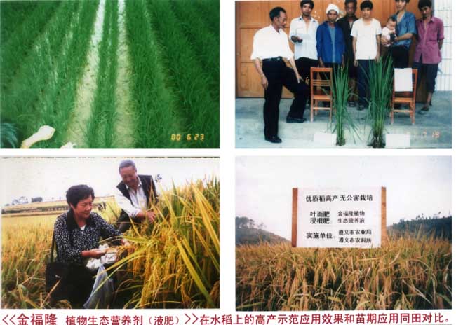 金福隆植物生态营养剂（液肥）