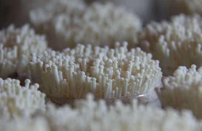 金针菇的品种