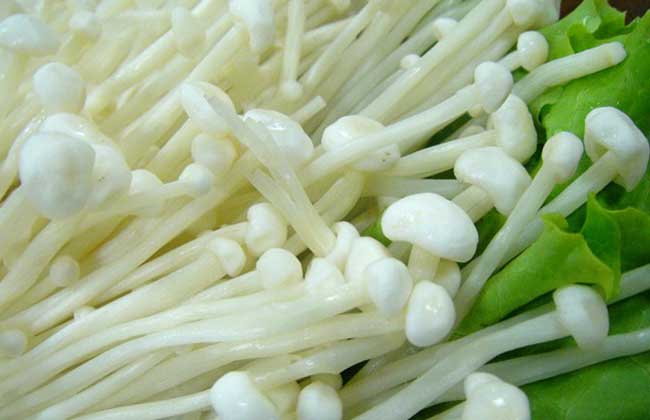 金针菇的品种