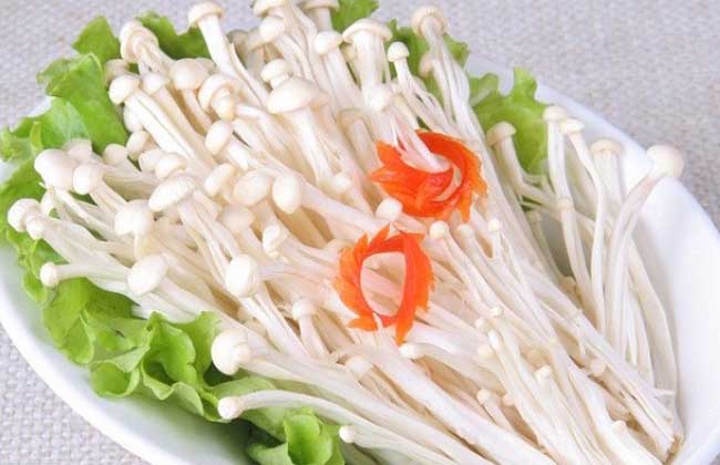 金针菇的品种