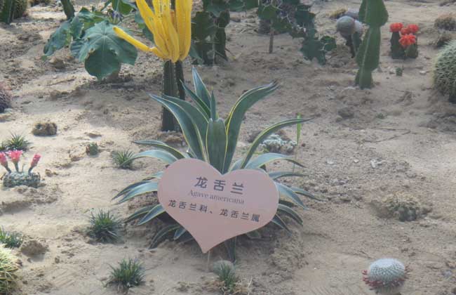 龙舌兰