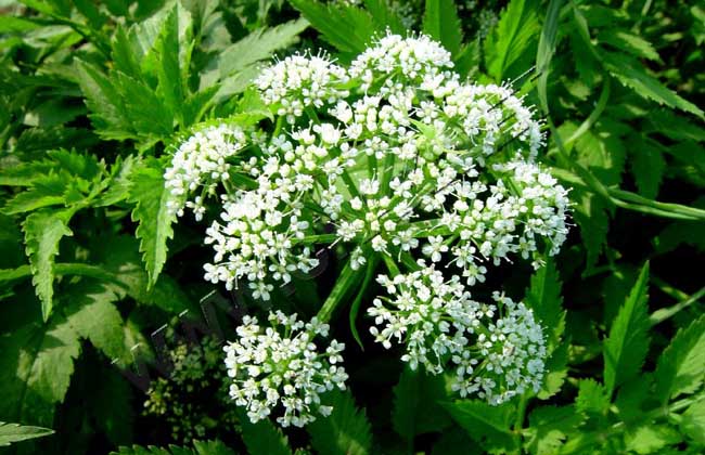 野芹菜