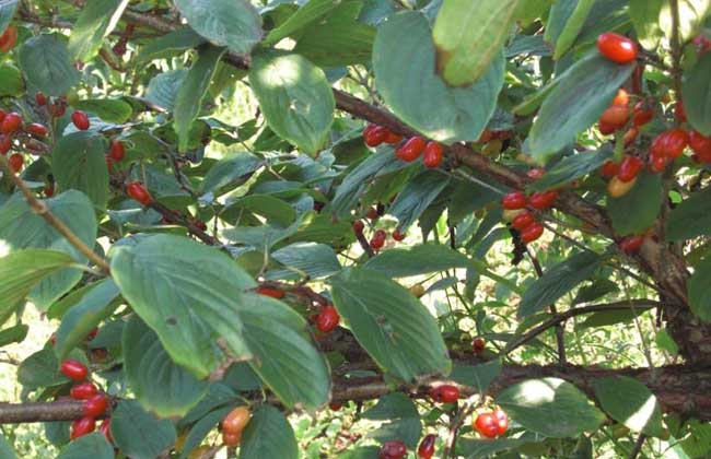 山茱萸与吴茱萸的区别