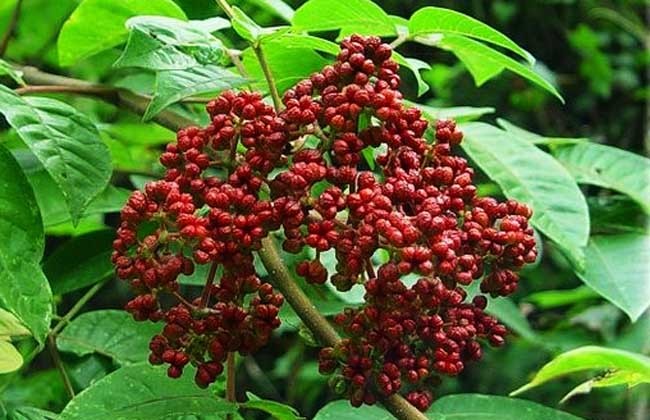 吴茱萸