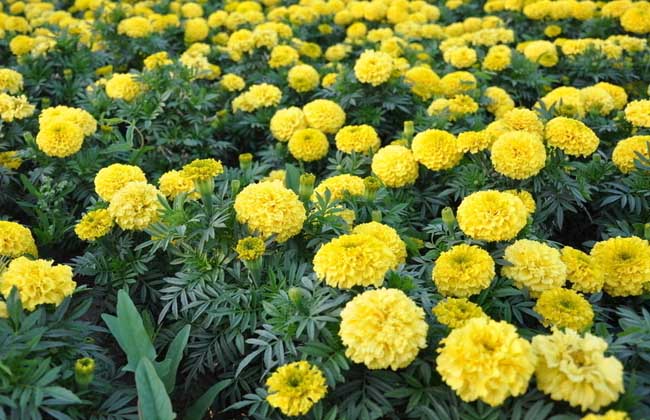 万寿菊病虫害防治技术