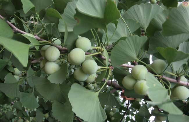 白果