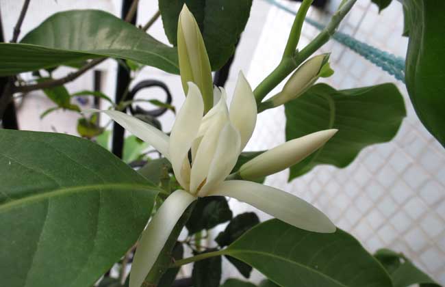 白兰花