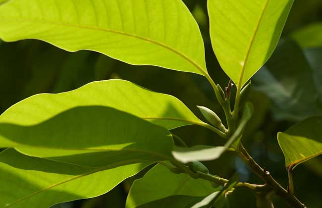白兰花什么时候开花