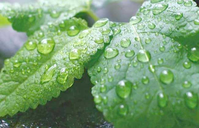 薄荷