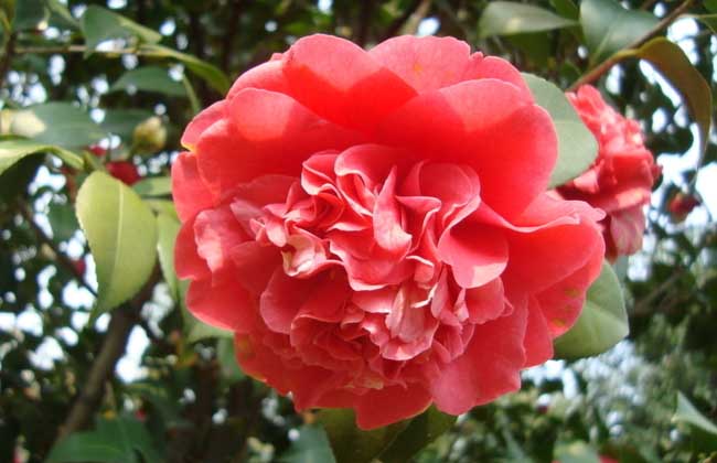 茶花