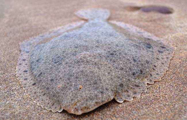 多宝鱼是海鱼吗