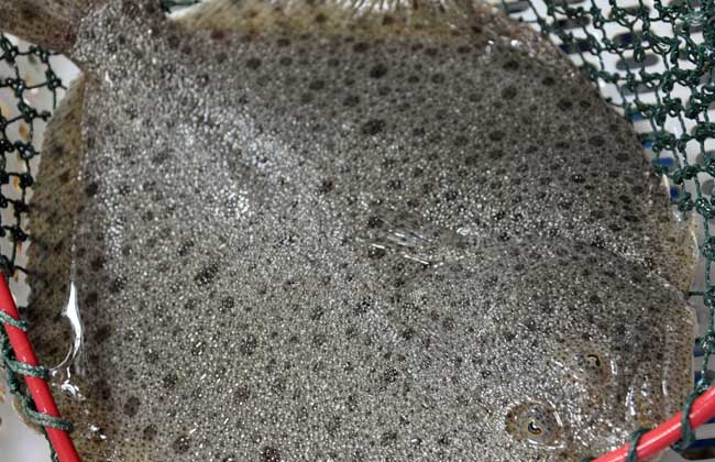 多宝鱼是海鱼吗