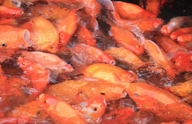 锦鲤常见病防治技术