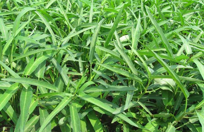空心菜病虫害防治技术