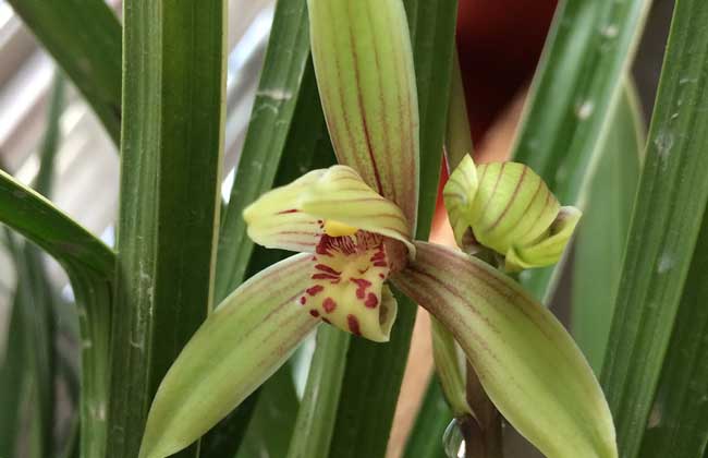 兰花价格