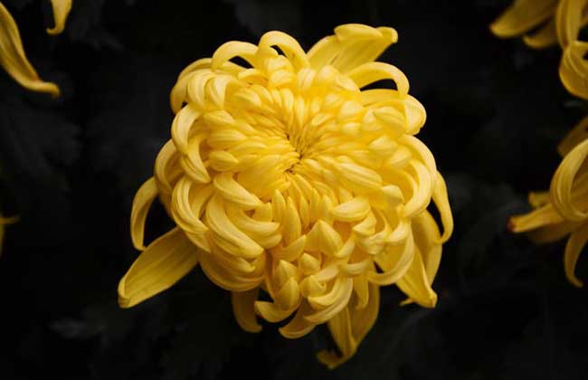 菊花