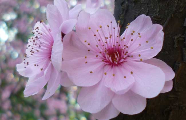 梅花