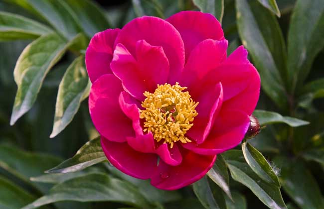 芍药