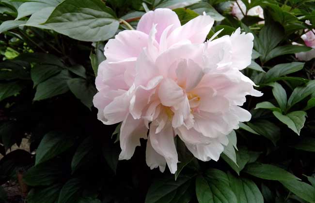 芍药