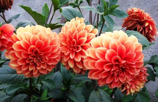 大丽花