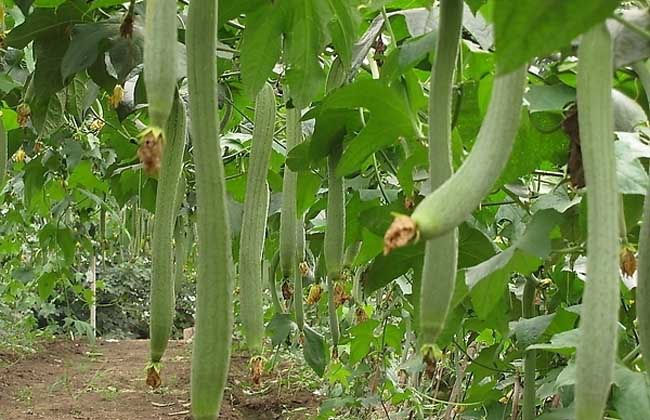丝瓜