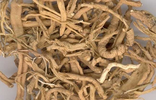 远志和制远志的区别