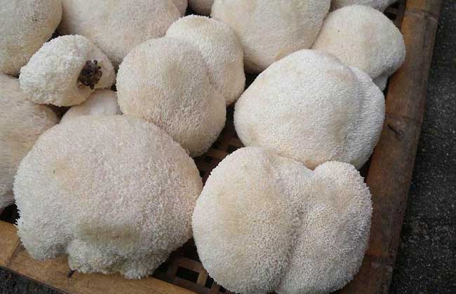 猴头菇的市场价格
