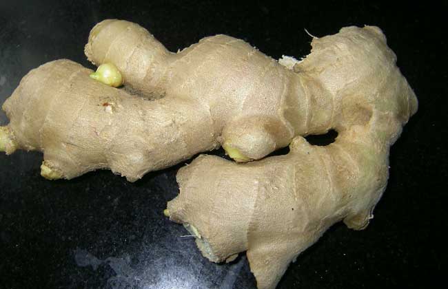 疏轮大肉姜