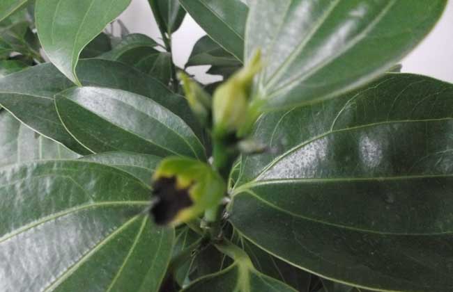 平安树会开花吗