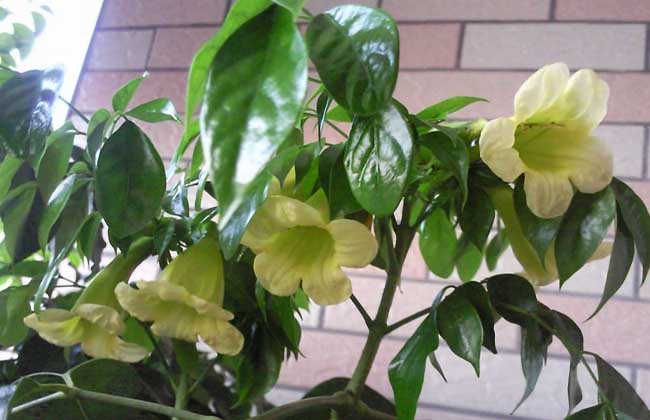 幸福树开花吗