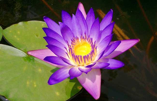 水生花卉