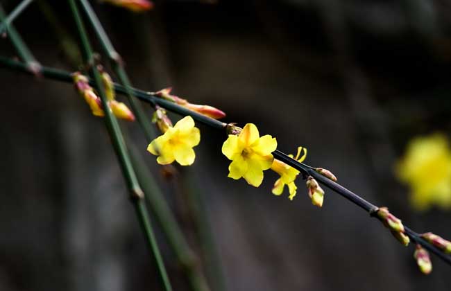 迎春花病虫害防治技术