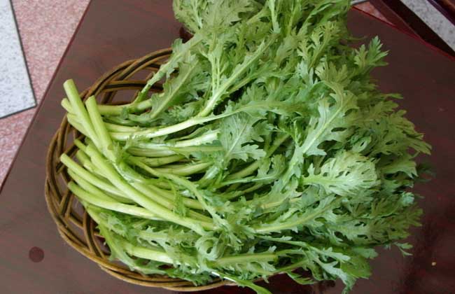 茼蒿的产地分布